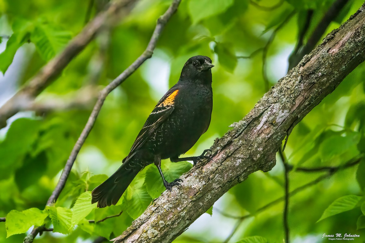 Red-winged Blackbird - ML619465275