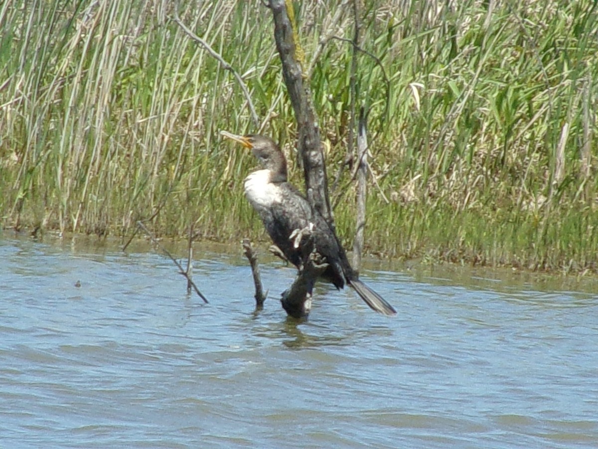 Double-crested Cormorant - Connor Daugherty