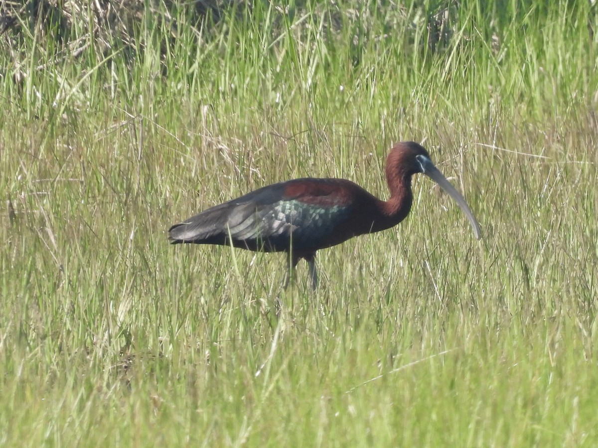 Glossy Ibis - Cindy Leffelman