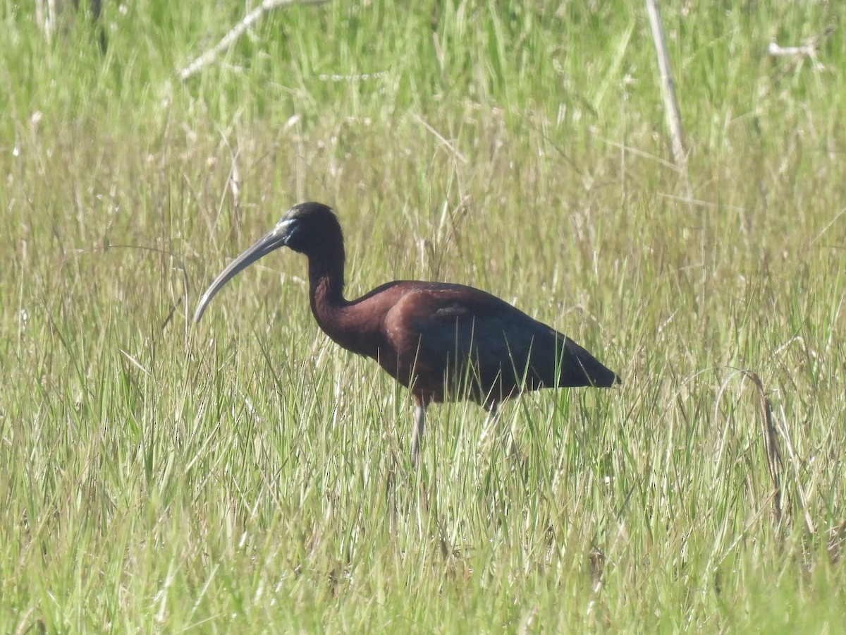 Glossy Ibis - Cindy Leffelman