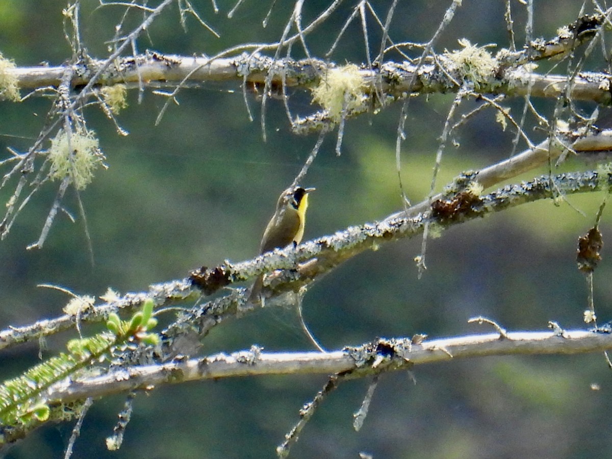 Common Yellowthroat - Jeanne Tucker