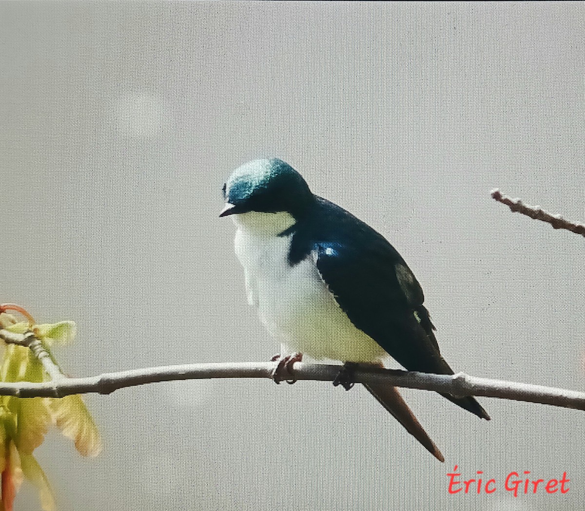 Tree Swallow - Éric giret