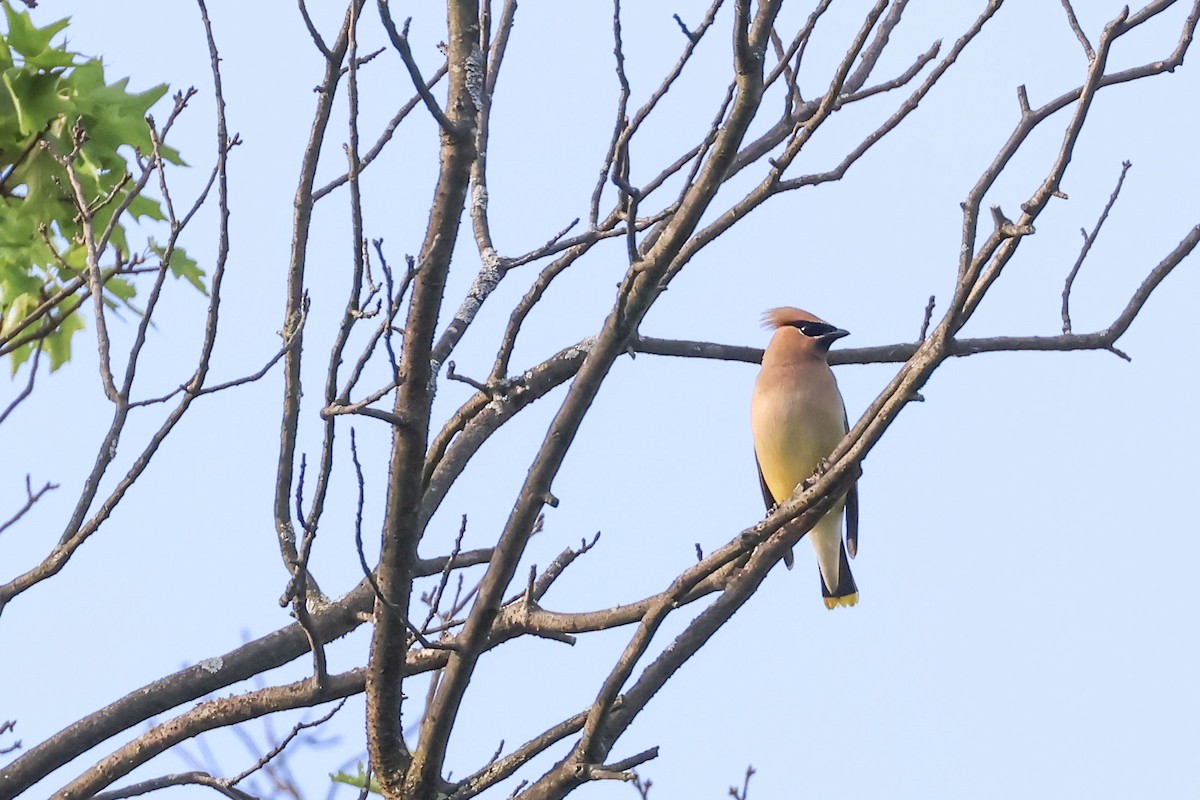 Cedar Waxwing - ML619465292