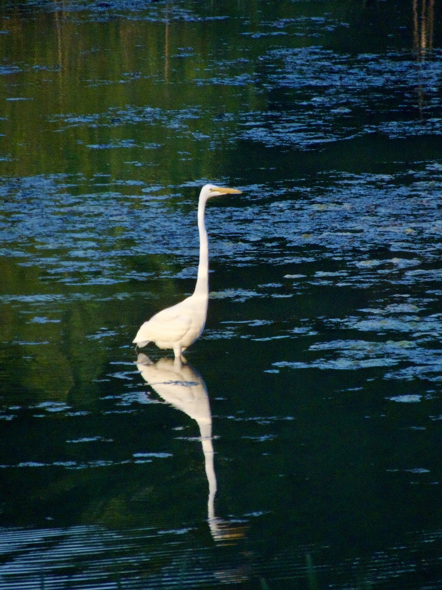 Great Egret - David Schaller