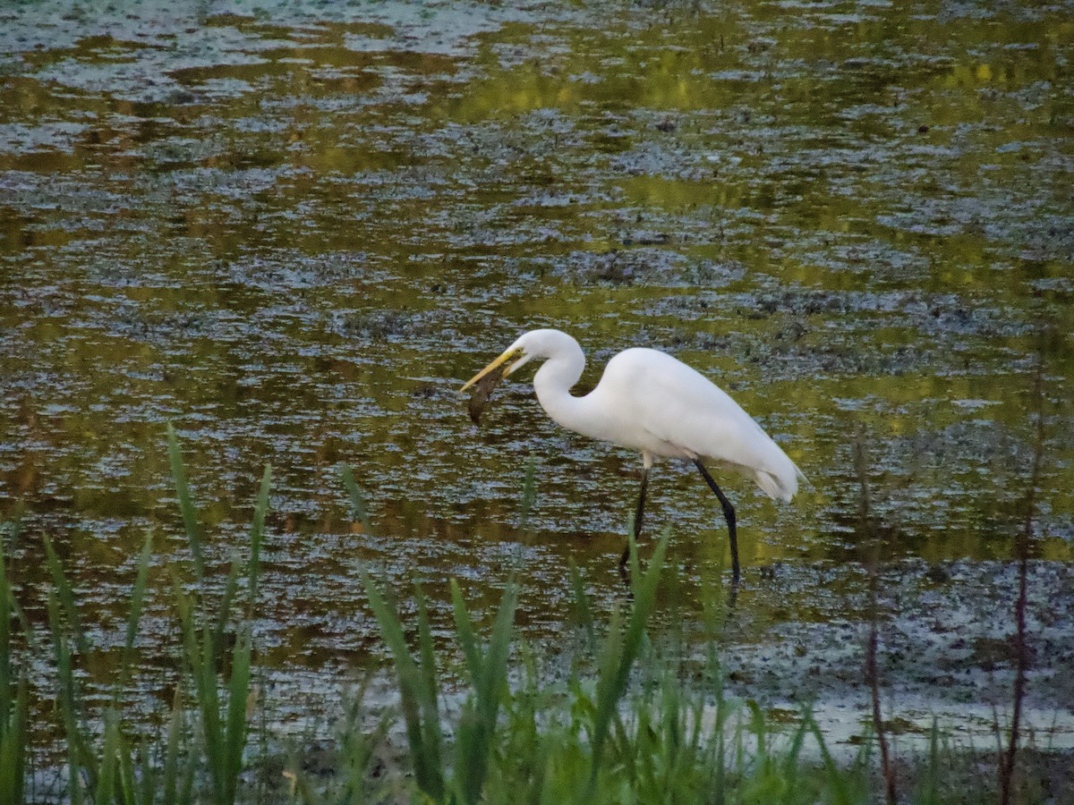 Great Egret - David Schaller