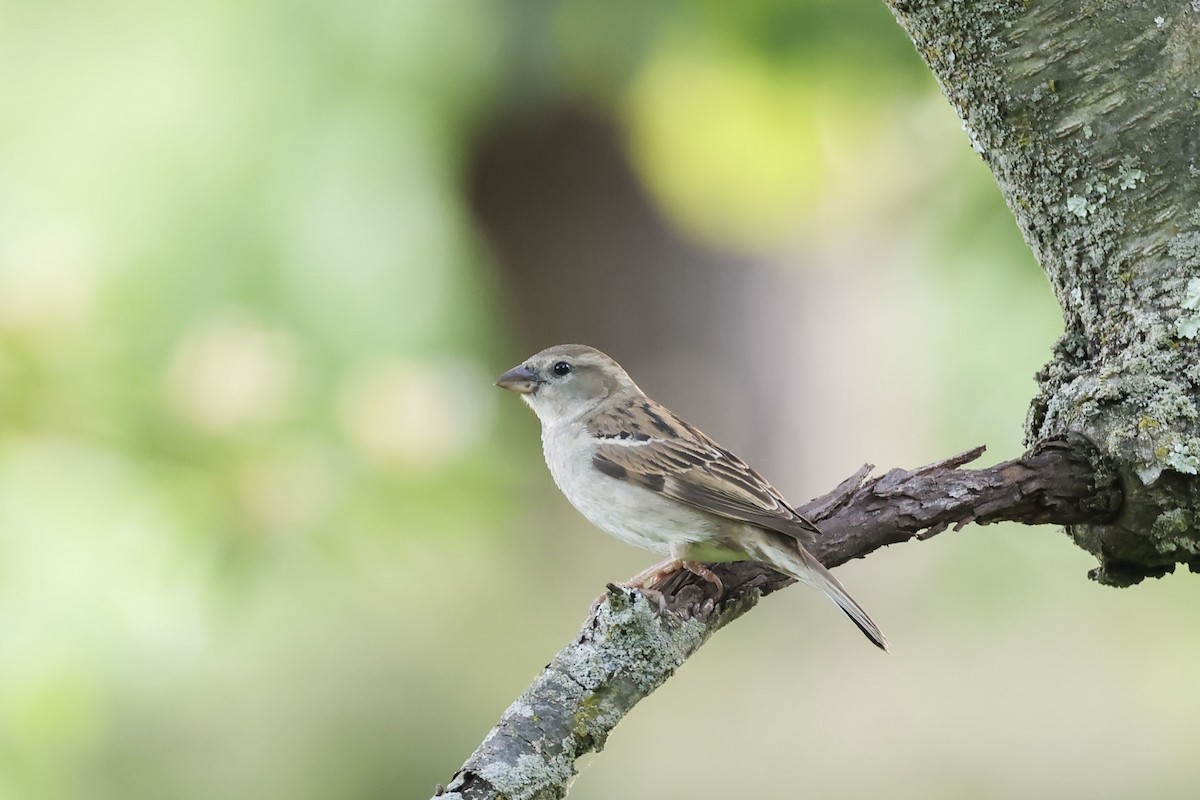 House Sparrow - Mary Thurmond