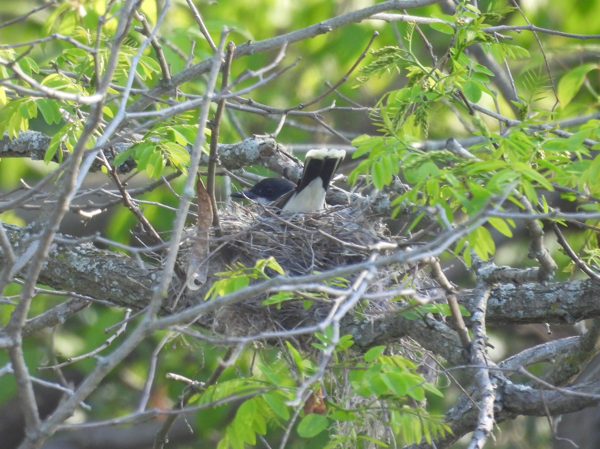 Eastern Kingbird - Kevin Seymour