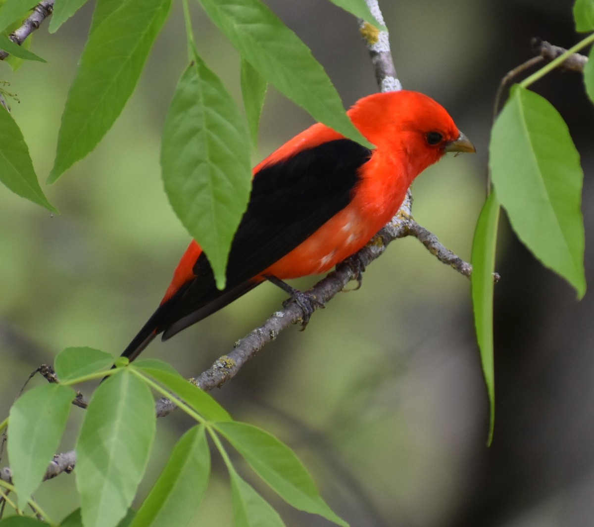 Scarlet Tanager - Deb Muzzy