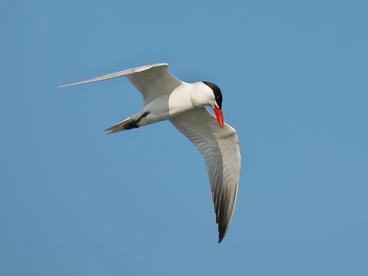 Caspian Tern - Gavin Edmondstone