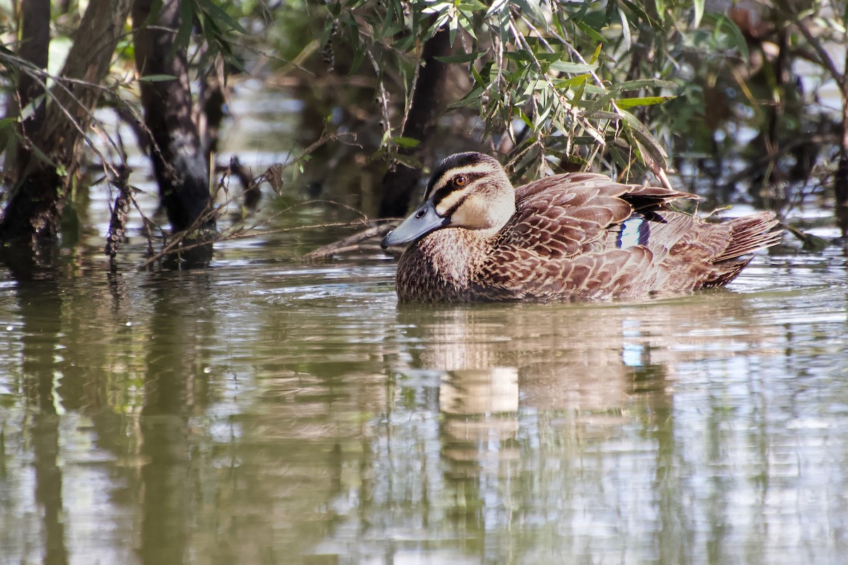 Pacific Black Duck - ML619465326