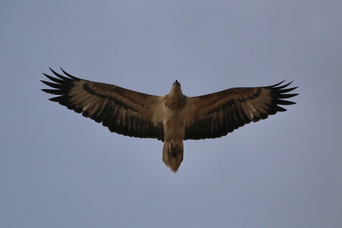 White-bellied Sea-Eagle - Jim Stone