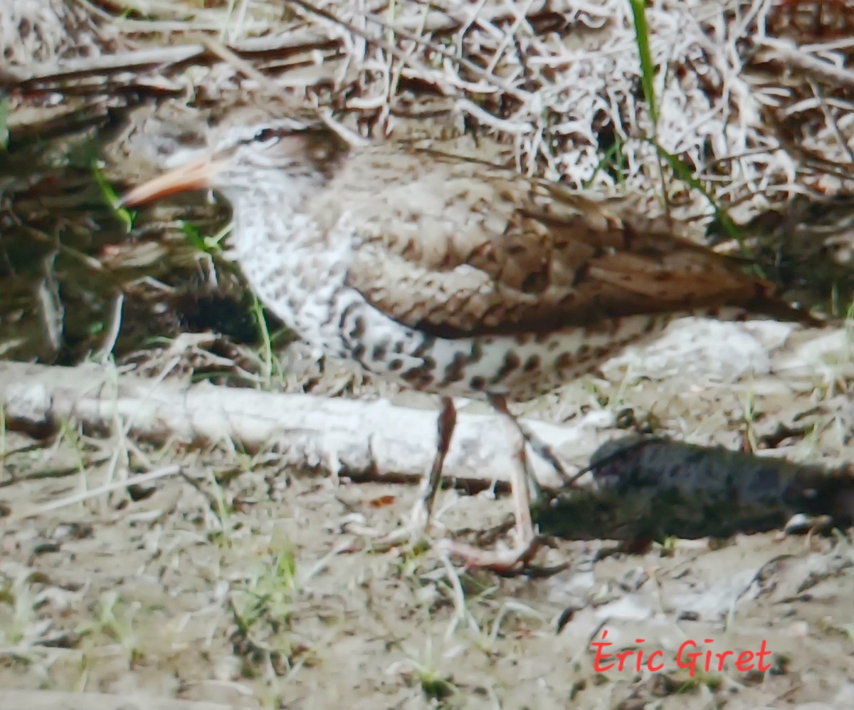 Spotted Sandpiper - Éric giret