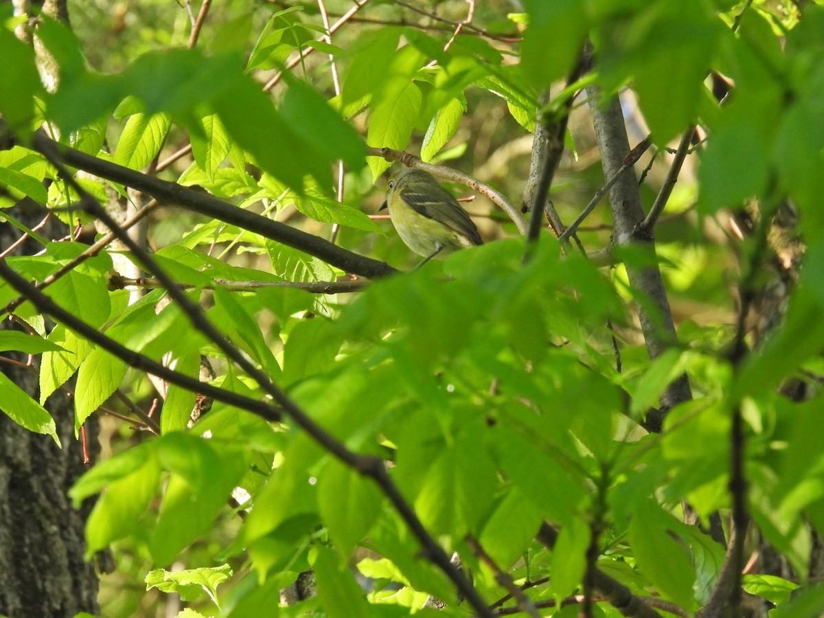 White-eyed Vireo - James Smith