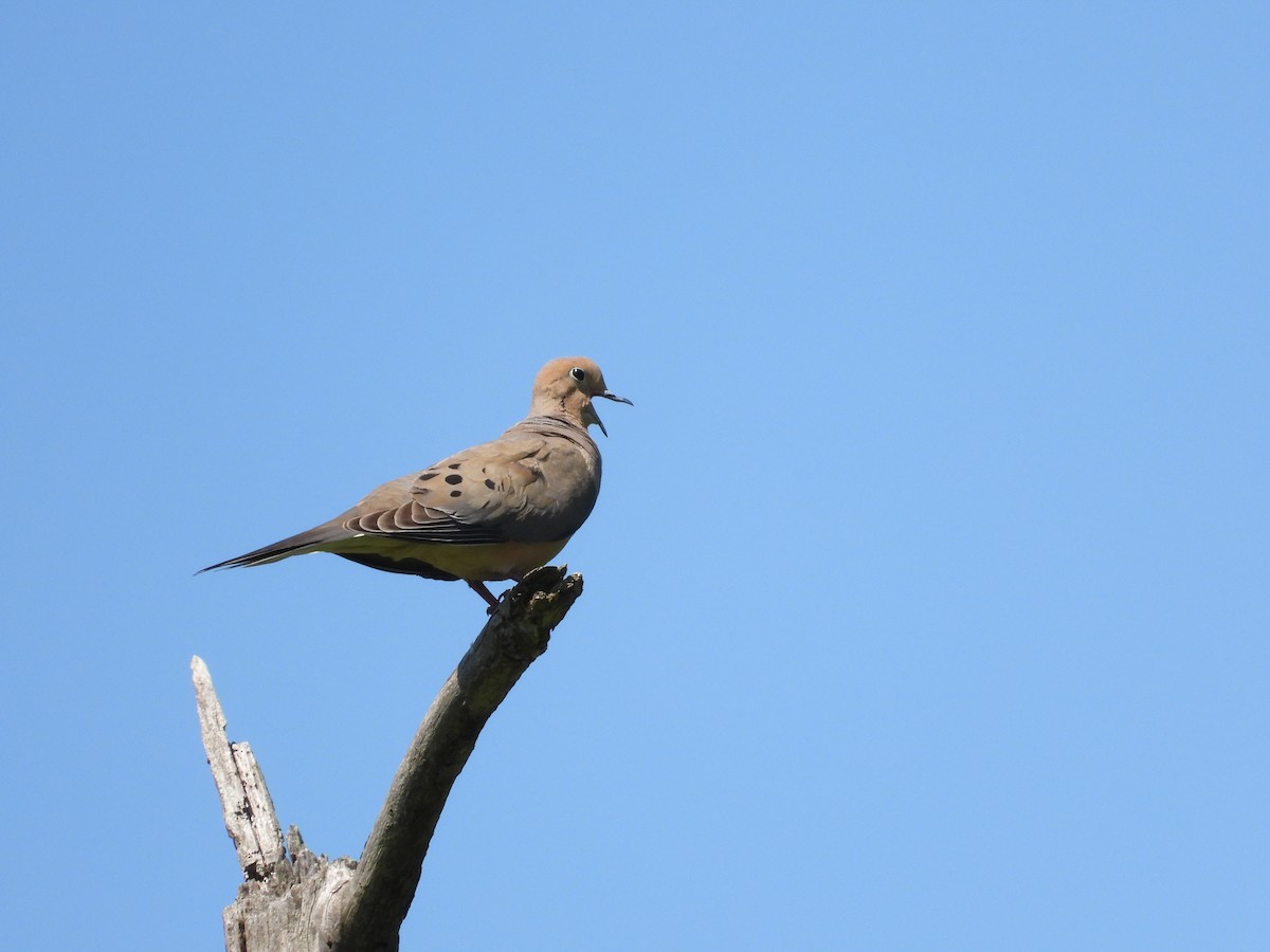 Mourning Dove - Sam Ivande