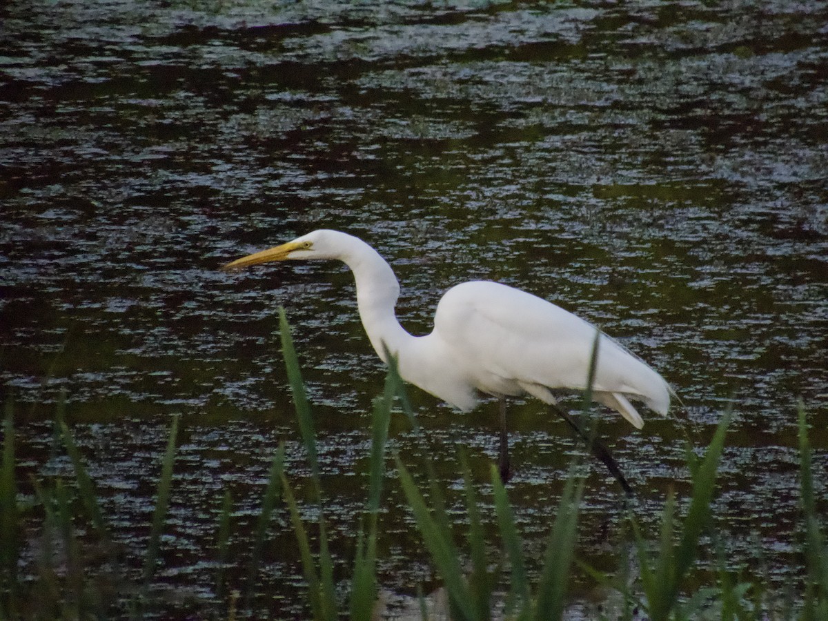 Great Egret - ML619465345