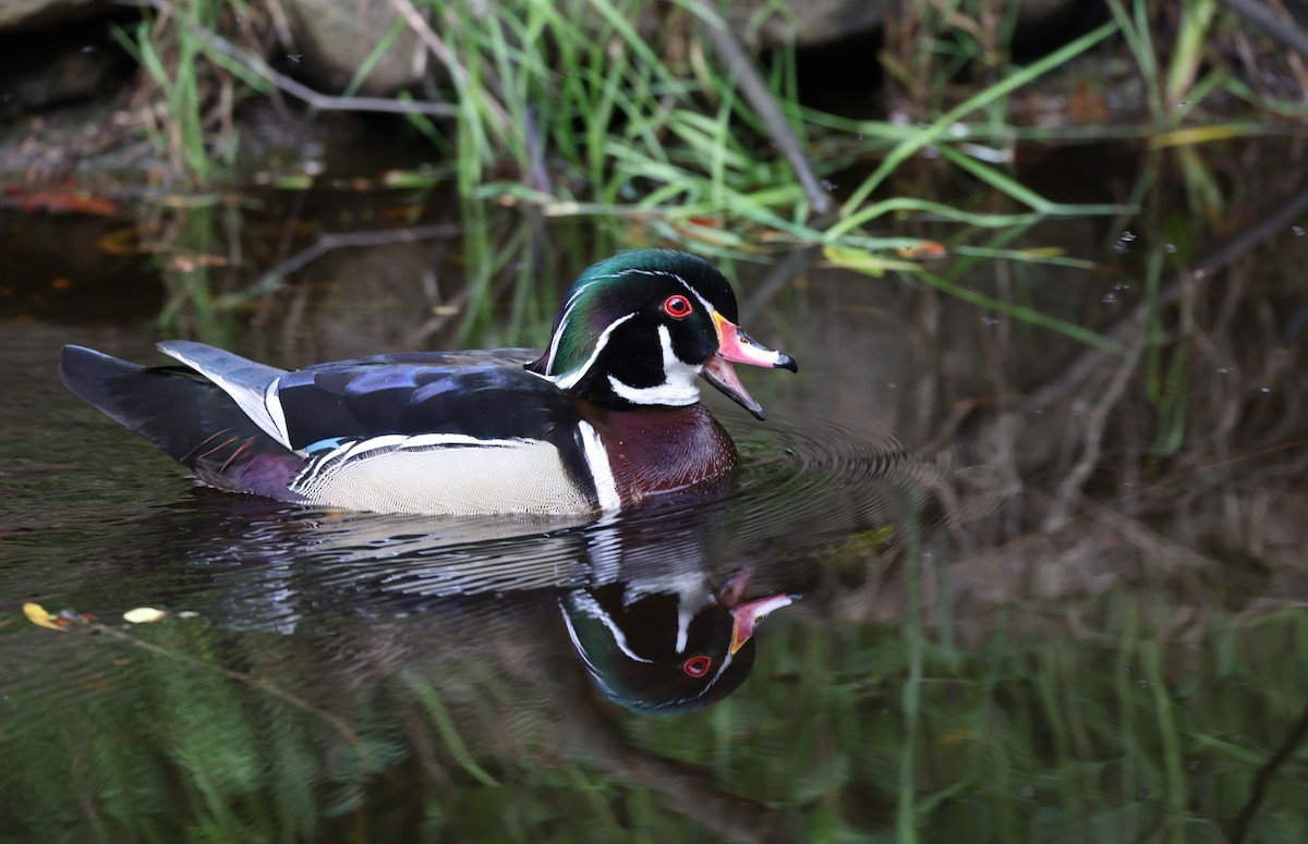 Wood Duck - Andy Gee