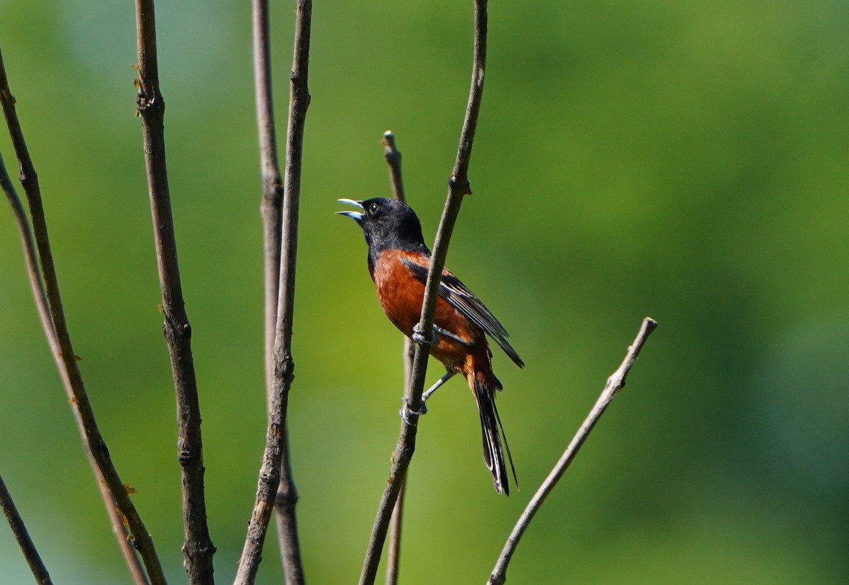 Orchard Oriole - Kathryn Kay