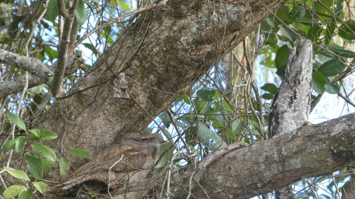 Papuan Frogmouth - Morgan Pickering