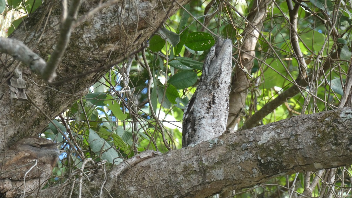 Papuan Frogmouth - Morgan Pickering