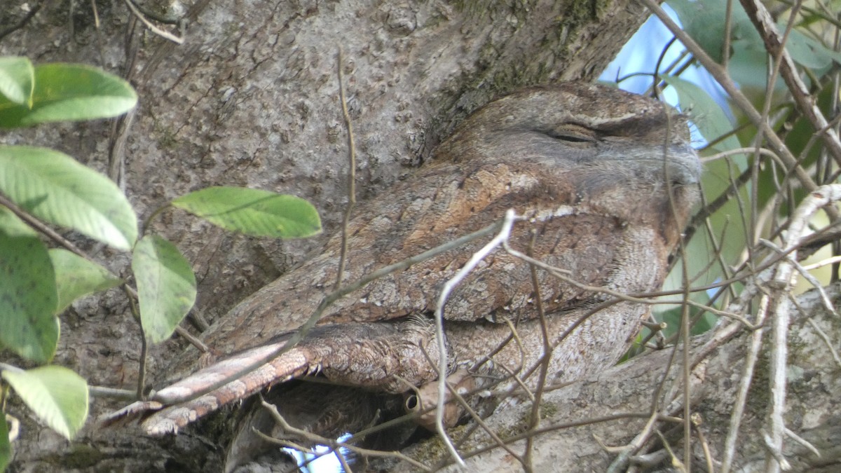 Papuan Frogmouth - Morgan Pickering