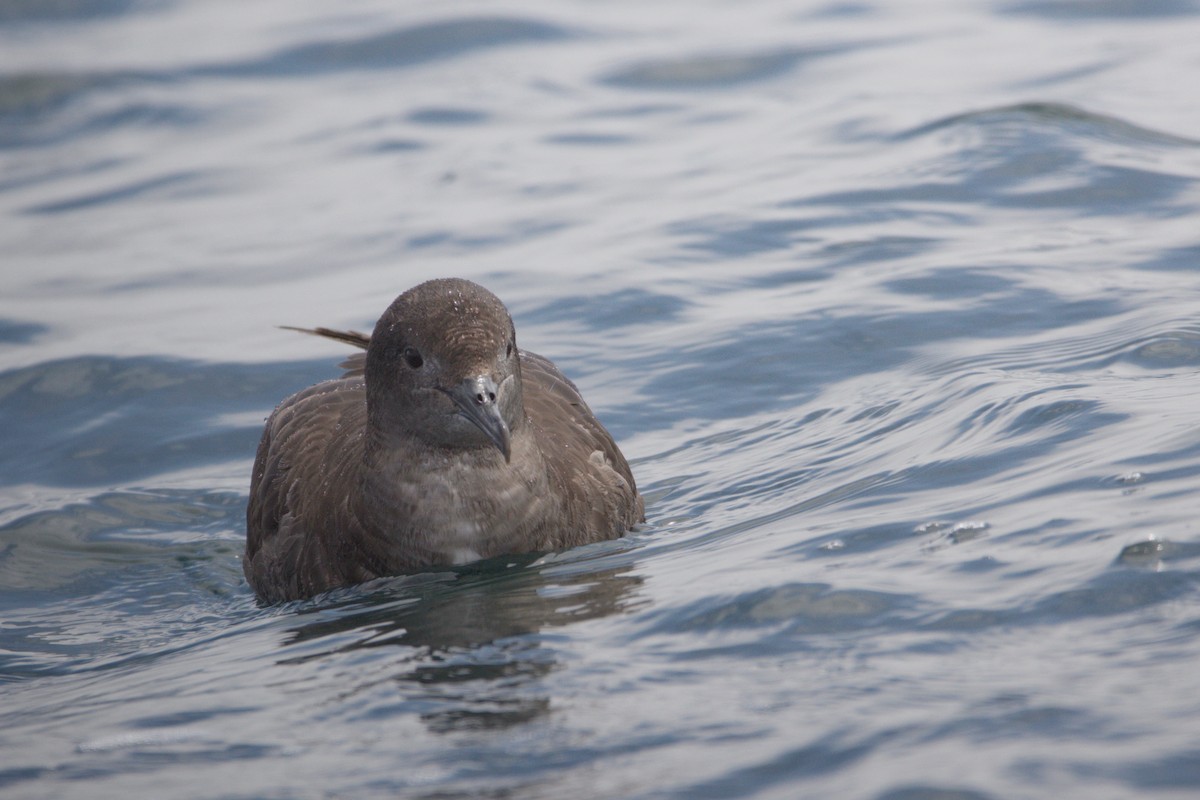 Puffin fuligineux - ML619465366