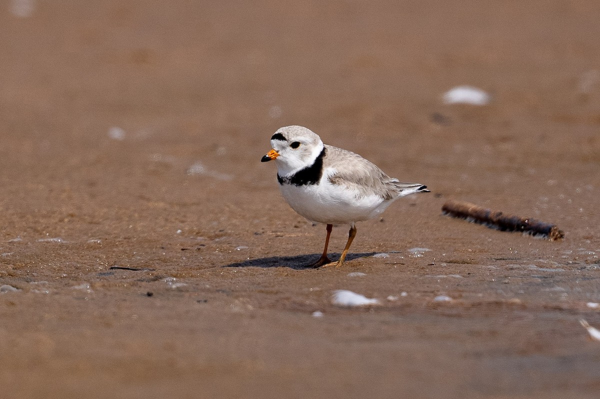 Piping Plover - Sylvain Langlois