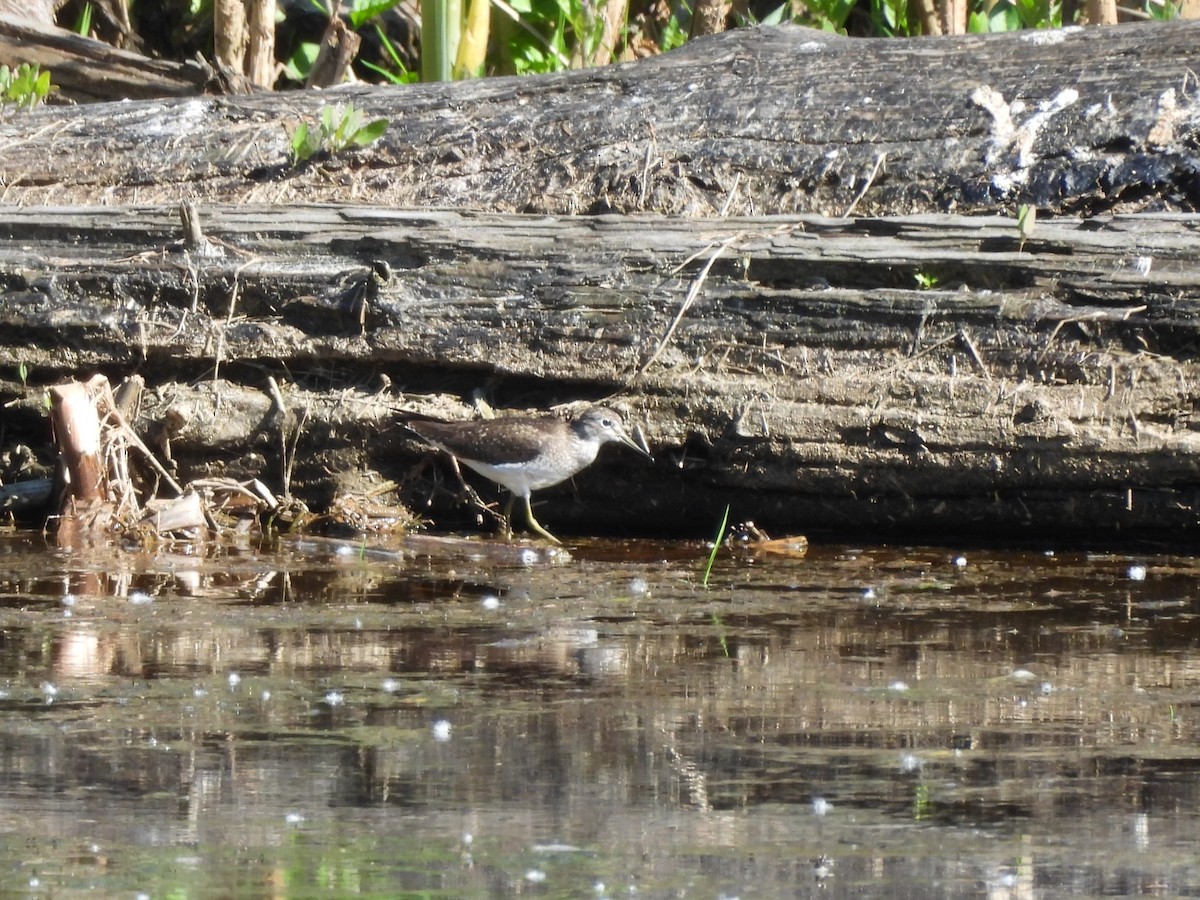 Solitary Sandpiper - Mark Stevens