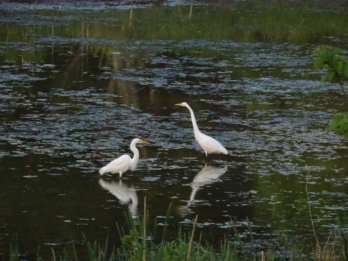 Great Egret - ML619465383