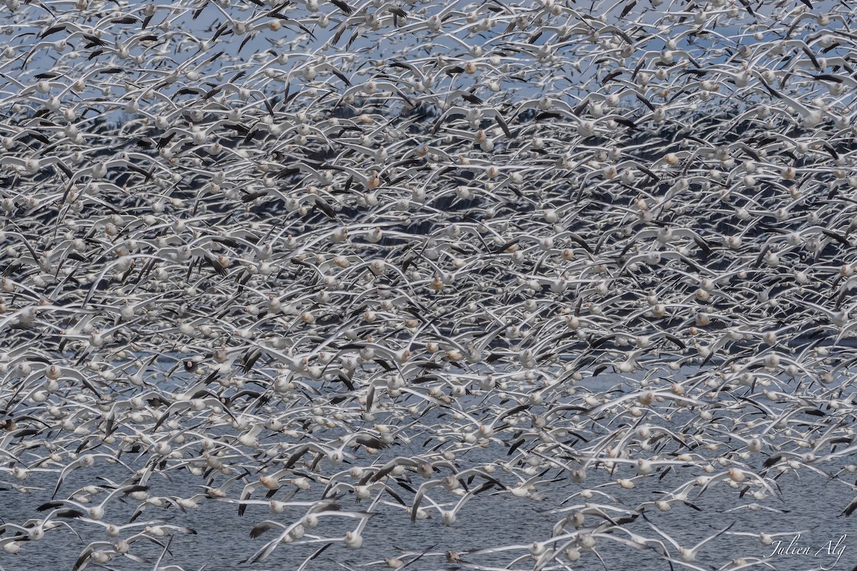 Snow Goose - Julien Allègre