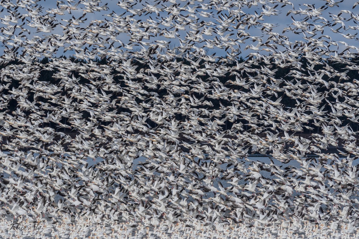 Snow Goose - Julien Allègre