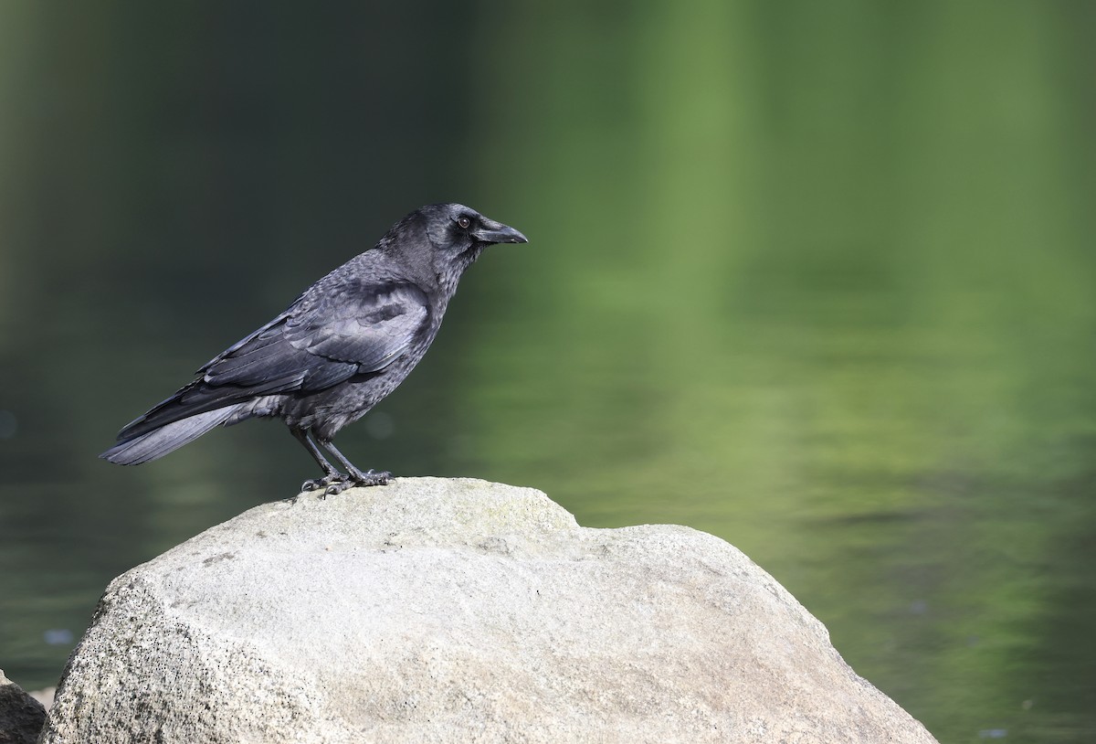 American Crow - ML619465398