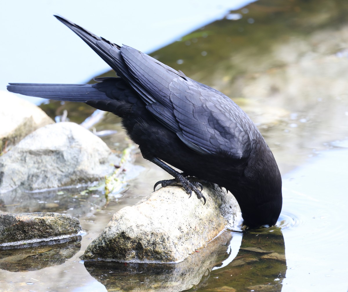 American Crow - ML619465400