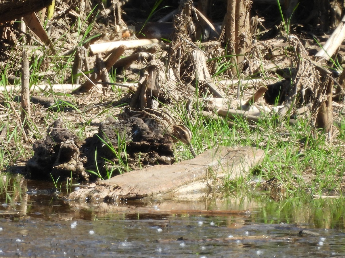 Wilson's Snipe - Mark Stevens