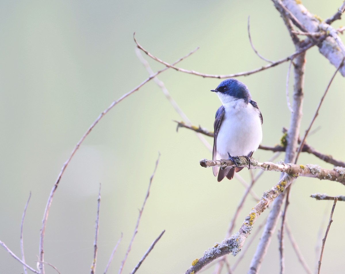 Tree Swallow - Andy Gee