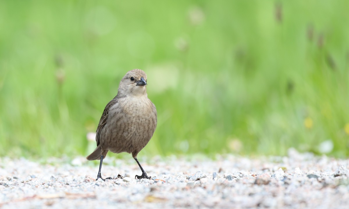 Brown-headed Cowbird - Andy Gee