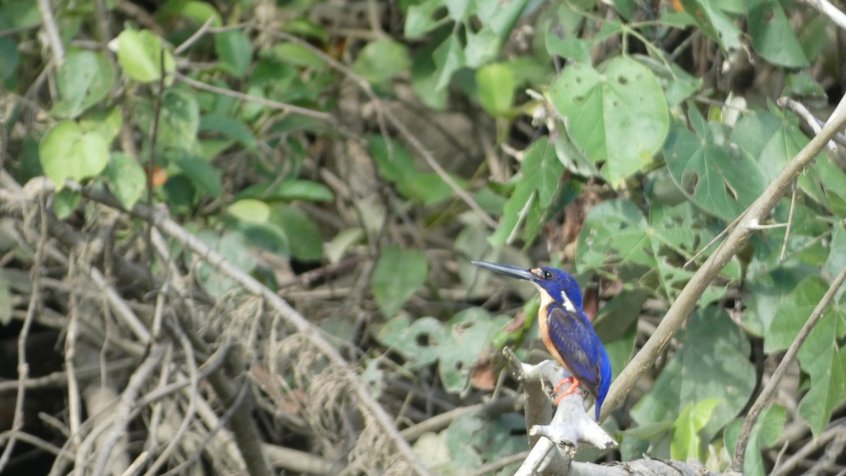 Azure Kingfisher - Morgan Pickering