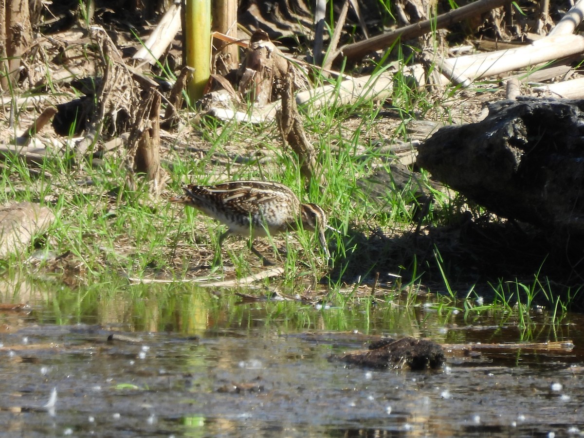 Wilson's Snipe - Mark Stevens