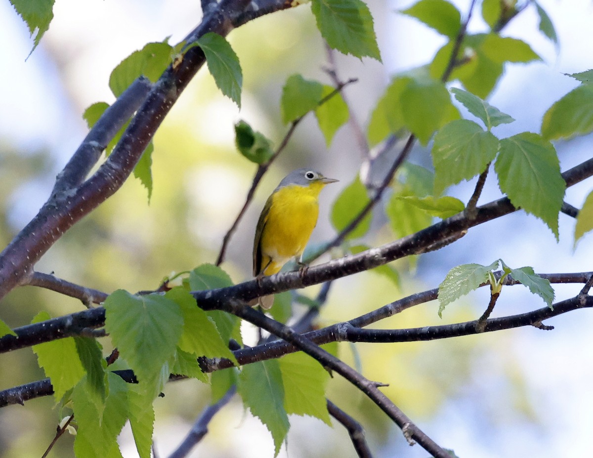 Nashville Warbler - David McQuade