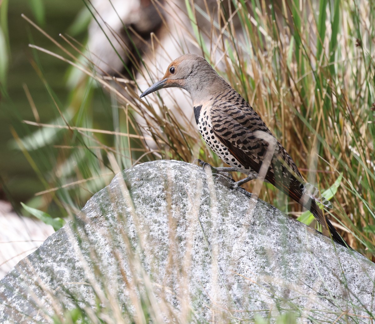 Northern Flicker - Andy Gee