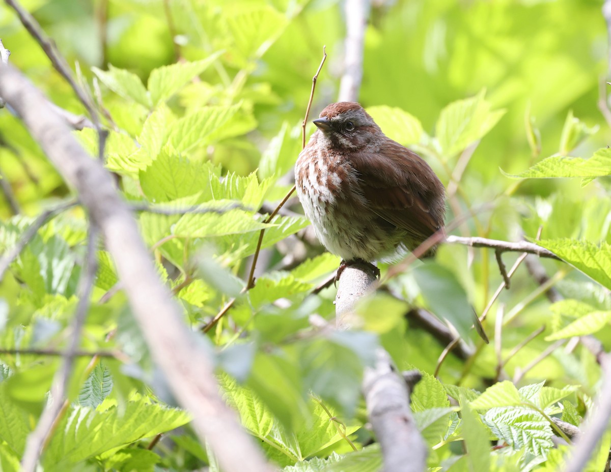 Song Sparrow - Andy Gee