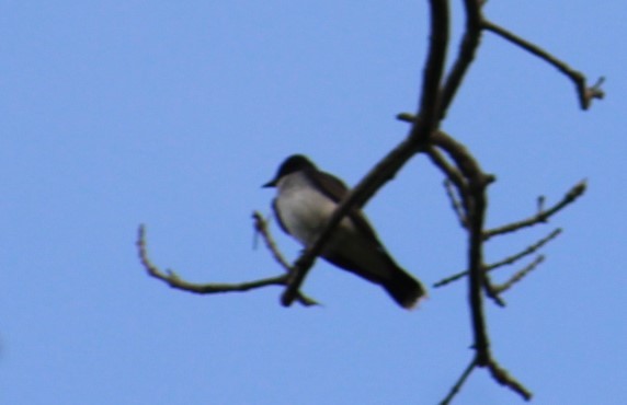 Eastern Kingbird - Deborah  Hansen