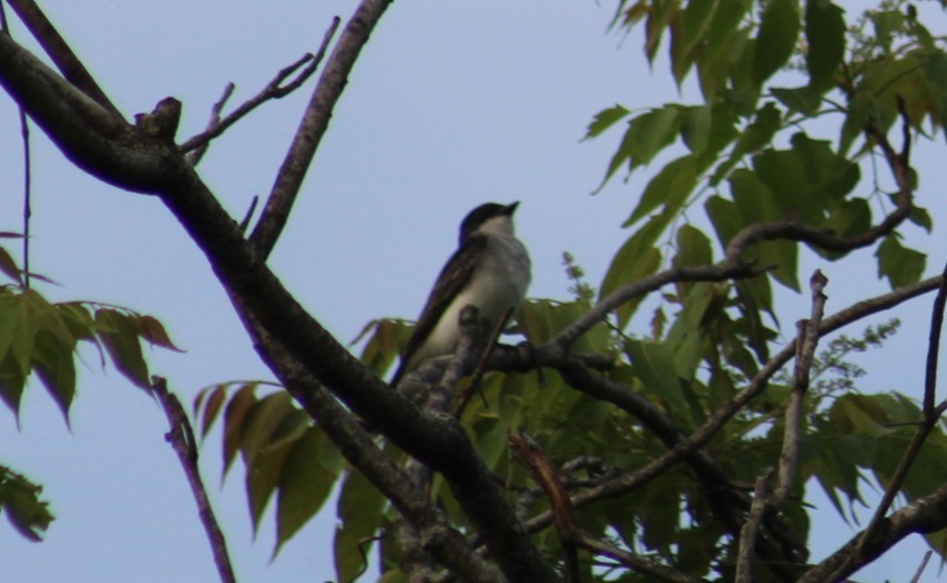 Eastern Kingbird - Deborah  Hansen