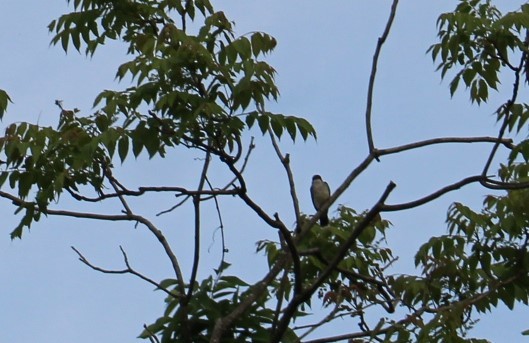 Eastern Kingbird - Deborah  Hansen