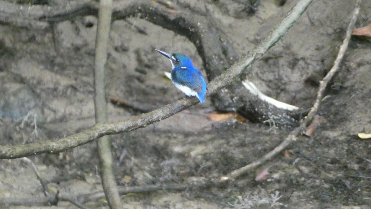 Little Kingfisher - Morgan Pickering