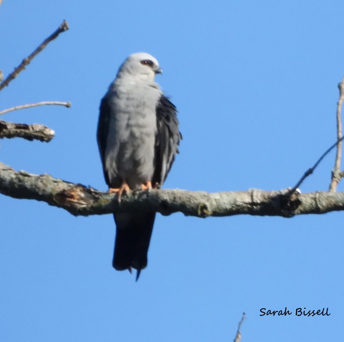 Mississippi Kite - Sarah Bissell