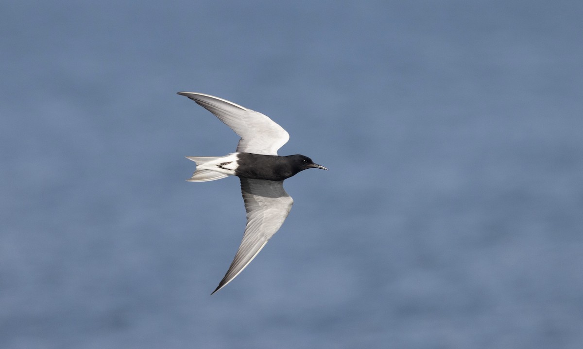 Black Tern - Ben Loehnen