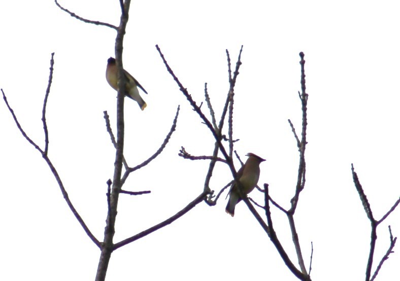 Cedar Waxwing - Deborah  Hansen