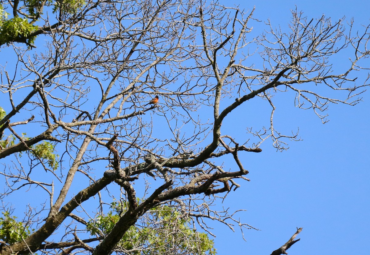 Orchard Oriole - ML619465454