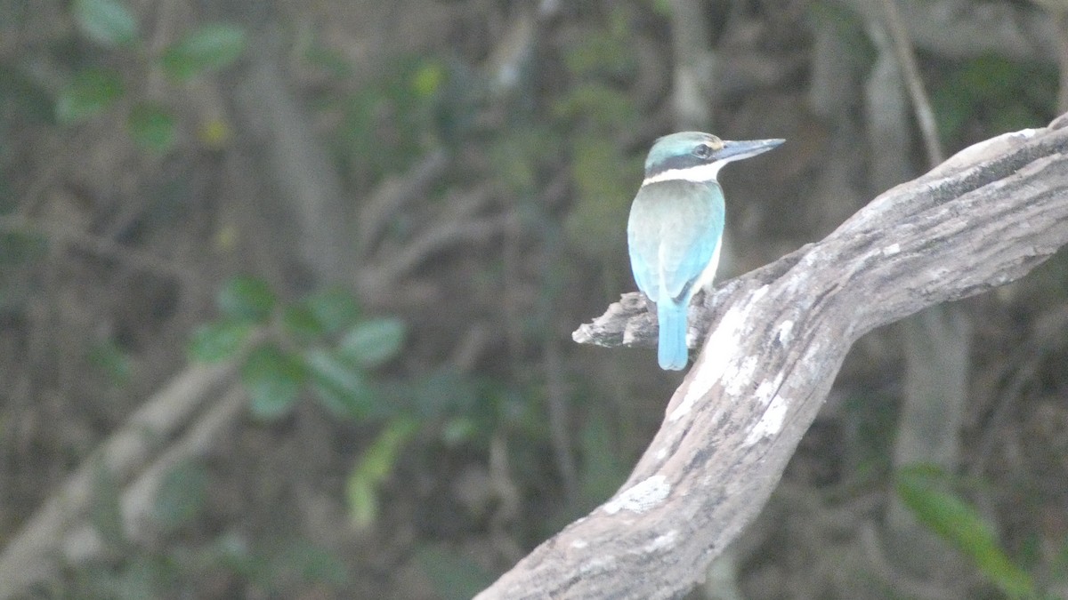 Sacred Kingfisher - Morgan Pickering