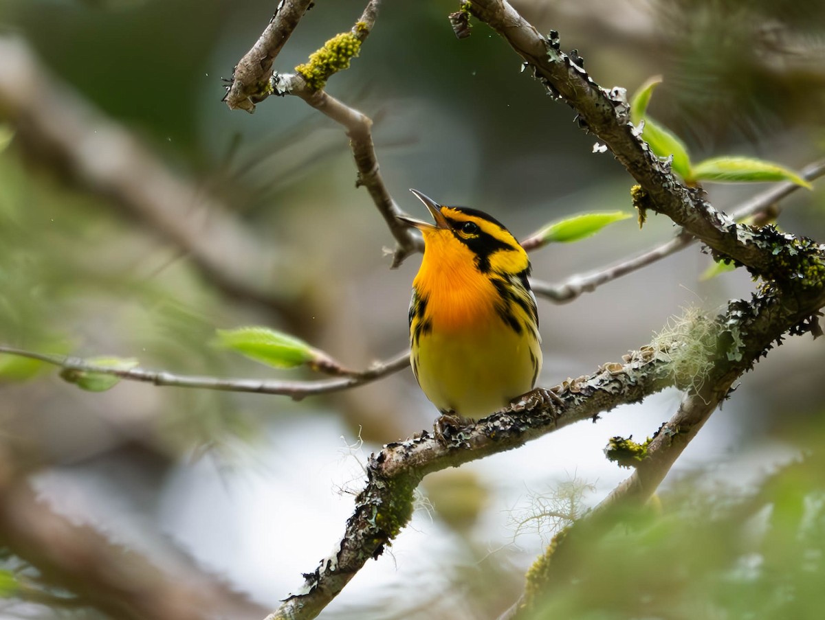 Blackburnian Warbler - Natalie Barkhouse-Bishop